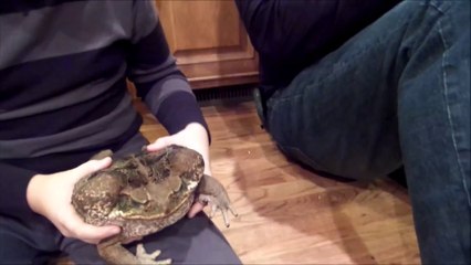 Regardez la taille de ce crapaud