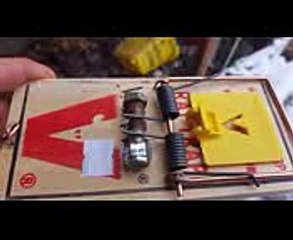 MOST DANGEROUS AND EFFECTIVE RAT TRAP AT WORK