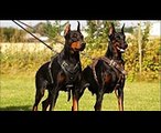 Top 10 most dangerous dogs breed in the world 2016  aggressive breeds