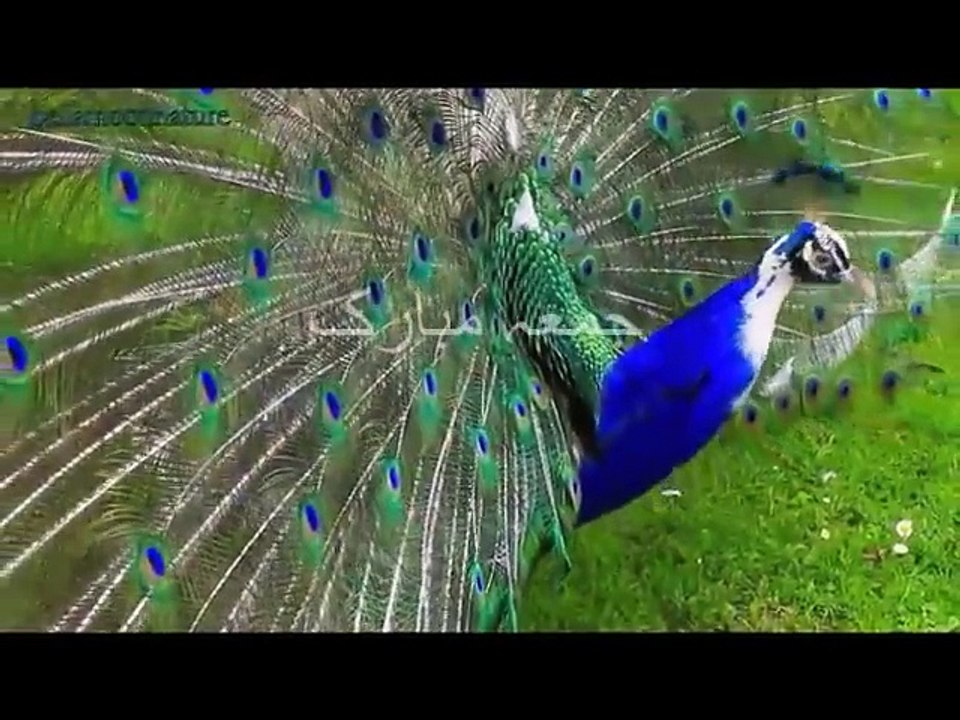 Amazing video
