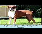 ► World's Top 10 Most Dangerous Dog Breeds in 2017  Most Aggressive Dogs