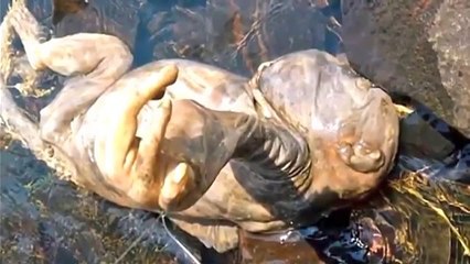 Bizarre & Scary Creatures Ever Caught and Spotted in Real Life!