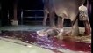 مادہ  ہاتھی  کیسے  بچہ  پیدا  کرتی  ہے  دیکھیے  اس ویڈیو میں پلرز ویڈیو لائک اور شیر بھی کریں