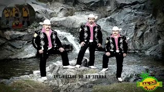 Los Gallos De La Sierra Mix new - Mi Triste Oaxaca (Álbum new)