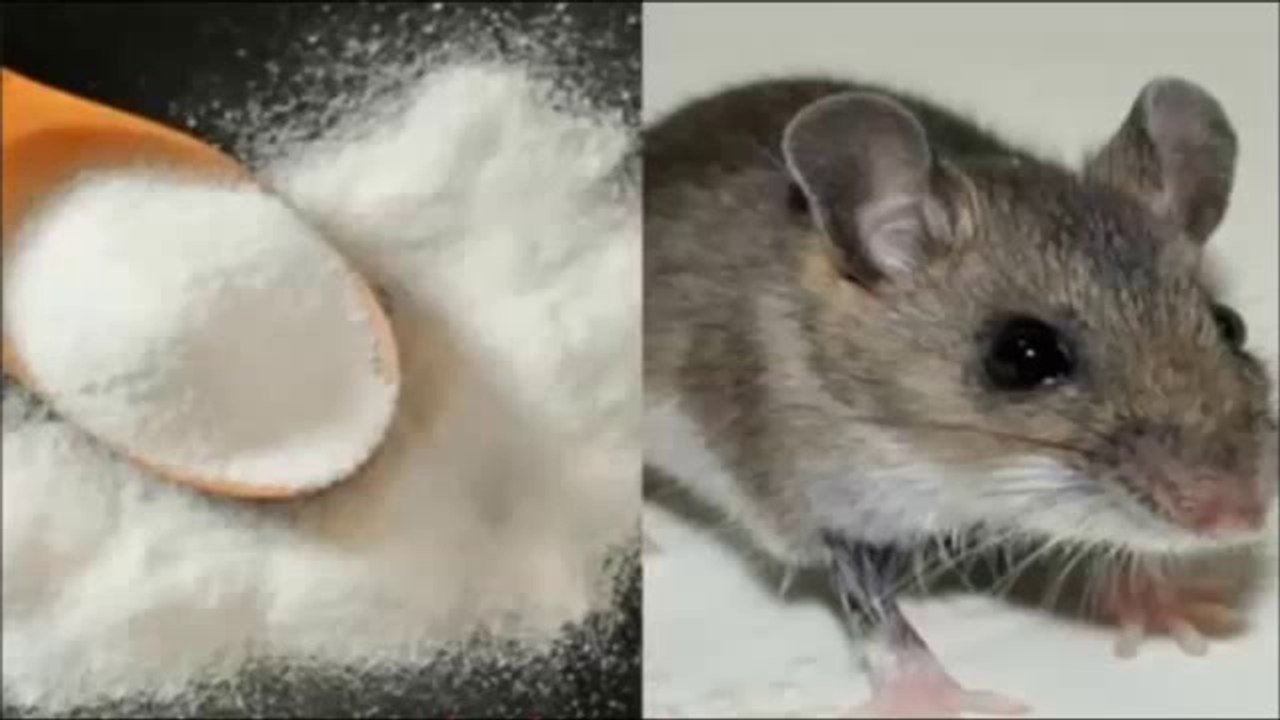 Pon esto en las esquinas de tu casa y los ratones desaparecerán