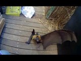 Rescuing a Flying-Fox with her thumb stuck | this is Siri
