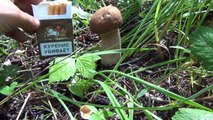 Массовый сбор Белого гриба и секреты сбора. Boletus Edulis. Видео высокой чёткости.