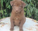 Bac Ha dogs - One of the intelligent dogs come from Viet Nam.