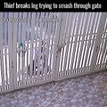 Thief breaks his leg trying to smash through gate [instant karma]