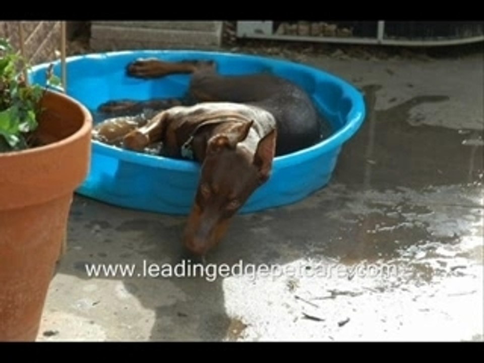 Doberman Pinscher Dog Breed Information