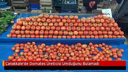 Çanakkale'de Domates Üreticisi Umduğunu Bulamadı