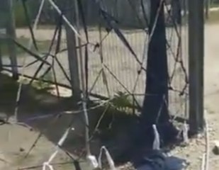 Manus Island Refugees 'Repair' Fence With Fabric, Say About 422 Remaining in Centre