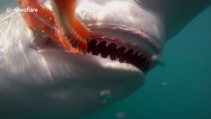 GoPro camera captures inside of a shark's mouth