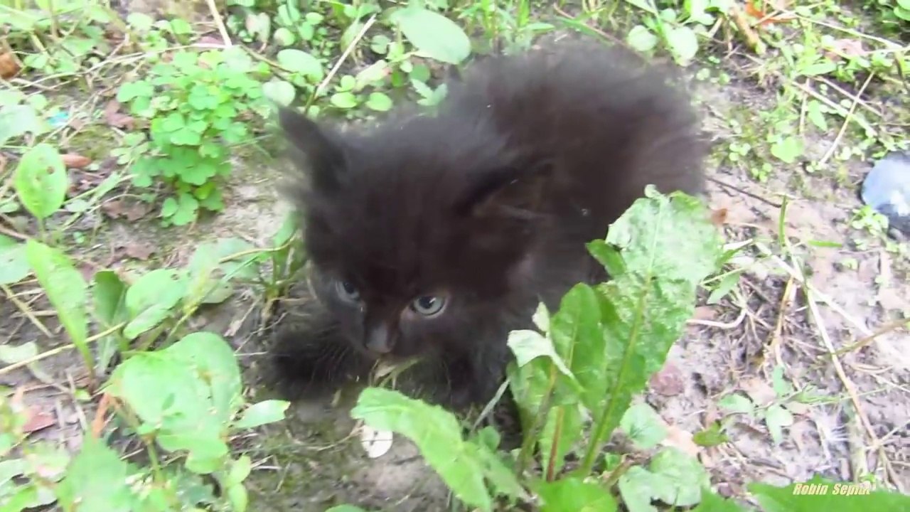 Miaulements tellement mignons d'un chaton abandonné dans la rue !