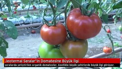 Jeotermal Seralar"In Domatesine Büyük İlgi