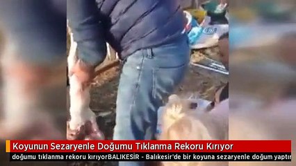 Koyunun Sezaryenle Doğumu Tıklanma Rekoru Kırıyor