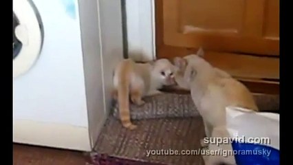 ネコのケンカ　ファイティングポーズがおかしい？