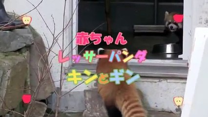 びっくりしてひっくり返るレッサーパンダの赤ちゃん