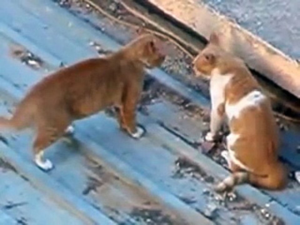 ネコのケンカ　本気な猫のケンカ