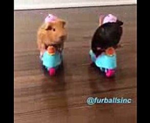 Guinea Pigs driving Scooters  Tricycles  Funny Video