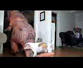 T-Rex Befriends Dog Funny Dog Maymo