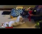 Funny Dogs Playing With Toys - Funny Dog Videos 2017