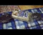 Chinchilla funny videos. Chinchilla dust bath. Chinchilla barking.
