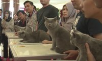 Kontes Kucing Berskala Internasional di Palembang