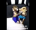 Monkey kiss dog funny video