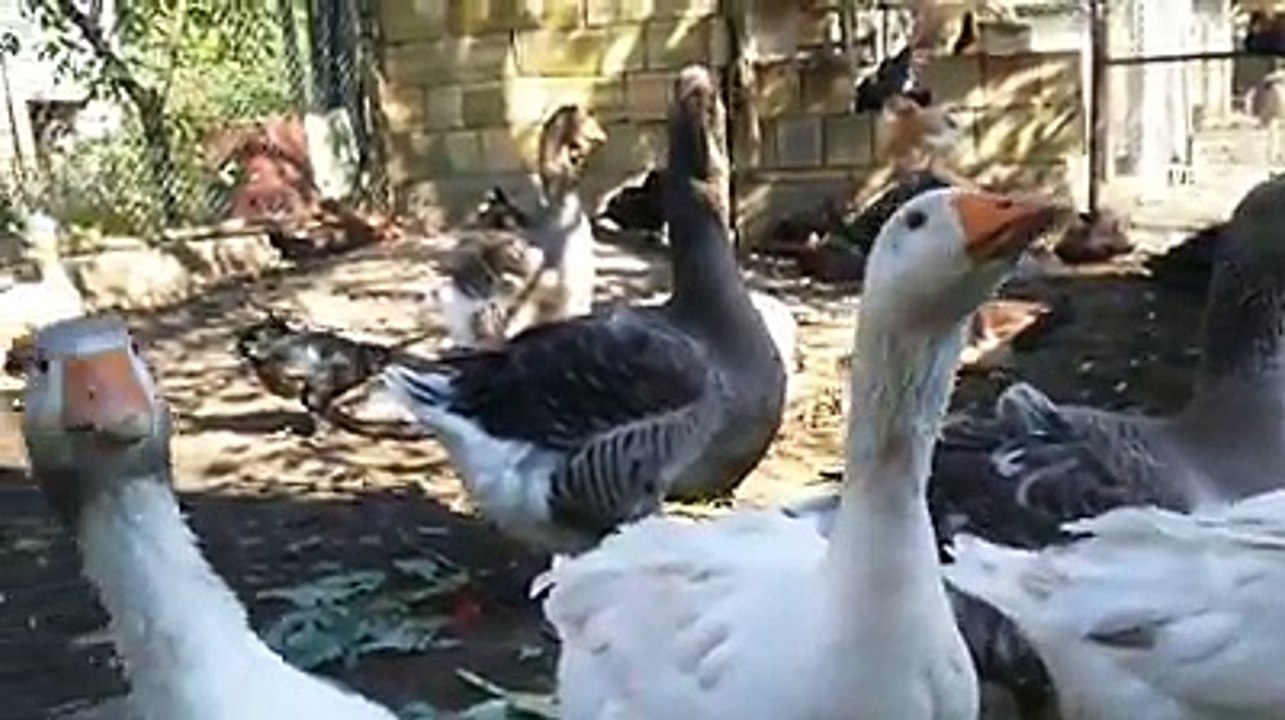 Ducks being funny by Taimoor...