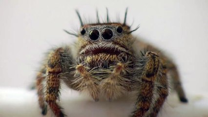 La première (vraie) araignée que vous allez enfin trouver mignonne : La phidippus