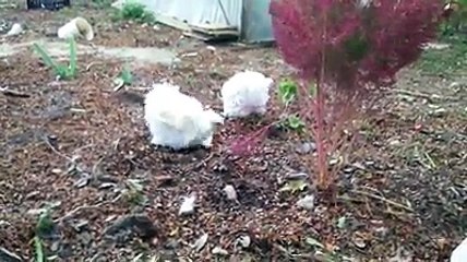 white cochin bantam chickens by Taimoor..