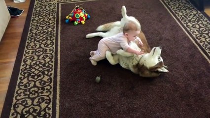 Un husky joue doucement avec un bébé