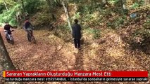 Sararan Yaprakların Oluşturduğu Manzara Mest Etti