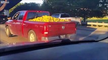 Ce pick-up roule... avec des milliers de pommes de terre dans le coffre !
