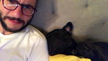 French bulldog snoring extremely loudly