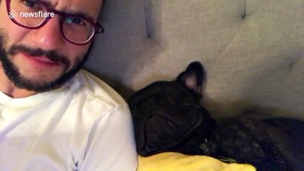 French bulldog snoring extremely loudly