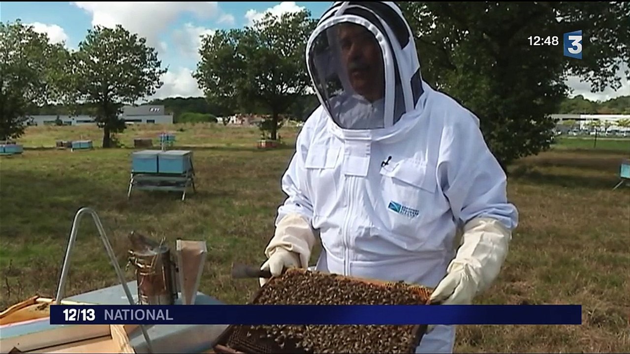 Haute-Garonne : à Toulouse-Blagnac, les abeilles côtoient les avions