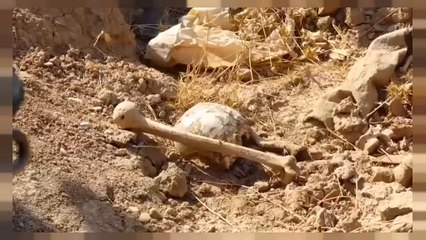 Massengräber im Irak entdeckt - ehemalige "IS"-Hinrichtungsstätte?