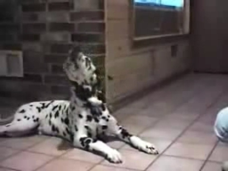 Chats et chiens qui parlent