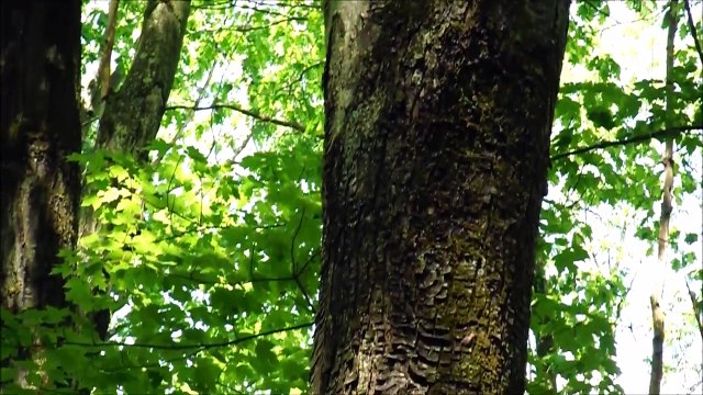 Tree Identification - Northeastern Hardwoods