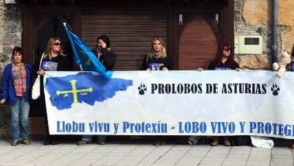 Grupo de activistas se manifiesta en del lobo en Arriondas, Asturias