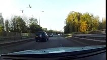 Un cygne trolle un automobiliste