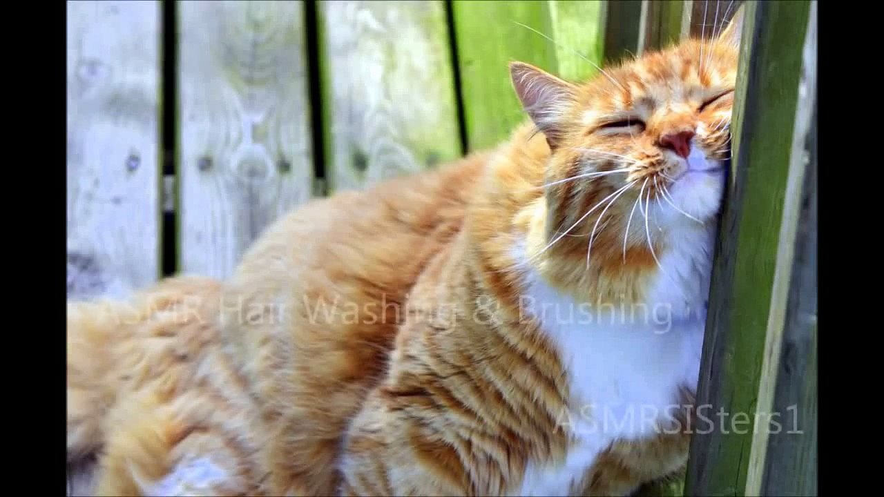 ASMR Hair Washing and Brushing