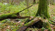 Polonia: el último bosque virgen de Europa | Enfoque Europa