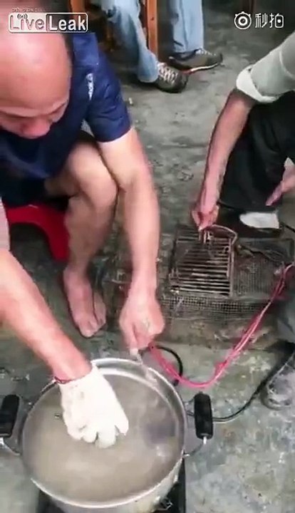 Workers dehair rats for restaurant