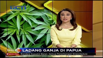 Télécharger la video: Penemuan Ladang Ganja di Wilayah Perbatasan RI-Papua Nugini