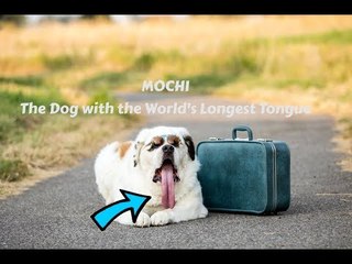 Saint Bernard Sets Record for World's Longest Tongue