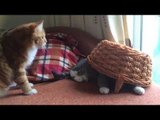 Grey Cat Plays Hide-and-Seek Under Basket