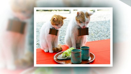 Cat family - Lovely cats ! Cute cats ! And funny cats !